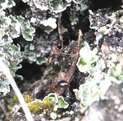 Leptothorax acervorum