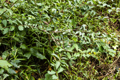 Putterlickia verrucosa