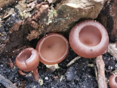 Dumontinia tuberosa