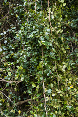 Rhoicissus rhomboidea