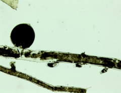 Vaucheria schleicheri