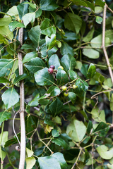 Rhoicissus rhomboidea