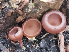 Dumontinia tuberosa