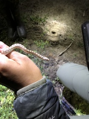 Arizona elegans occidentalis