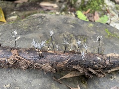 Xylaria bambusicola