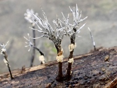 Xylaria bambusicola
