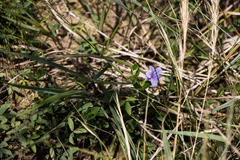 Ruellia cordata