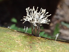 Xylaria bambusicola