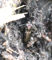 Notiophilus palustris