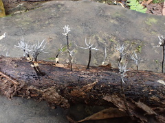 Xylaria bambusicola