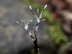 Xylaria bambusicola