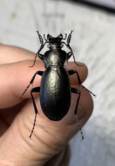Trachycarabus