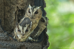Otus bakkamoena