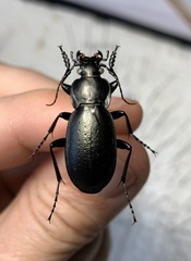 Trachycarabus