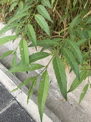 Citharexylum donnell-smithii