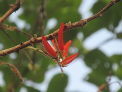 Erythrina stricta