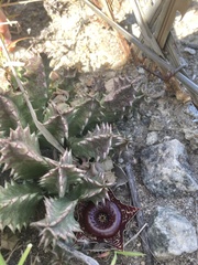 Huernia