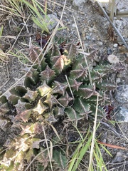 Huernia