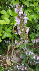 Bombus lucorum