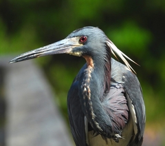 Egretta tricolor image