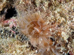 Polycyathus muellerae