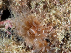 Polycyathus muellerae