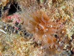 Polycyathus muellerae