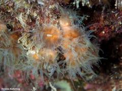 Polycyathus muellerae