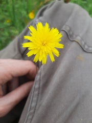 Leontodon longirostris