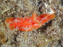 Plocamopherus maderae