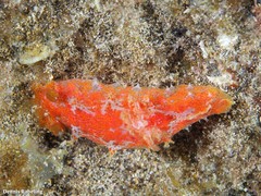Plocamopherus maderae
