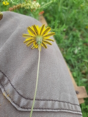 Leontodon longirostris