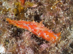 Plocamopherus maderae