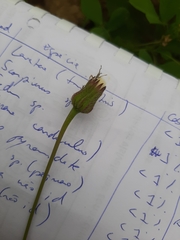 Leontodon longirostris