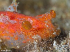 Plocamopherus maderae