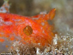 Plocamopherus maderae