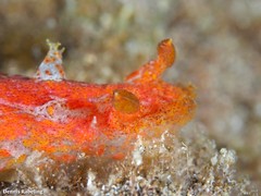 Plocamopherus maderae