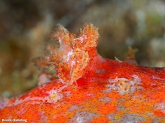 Plocamopherus maderae