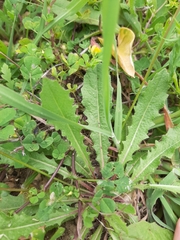 Leontodon longirostris