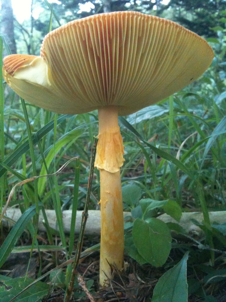 Amanita caesareoides · August 2010 · photo: © atsushi_nakajima_cirque (iNaturalist, cc-by)