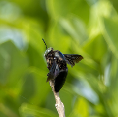 Xylocopa perforator