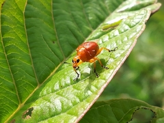 Paratomapoderus