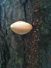 Cryptoporus volvatus