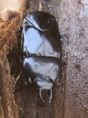Hololepta aequalis
