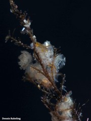 Perophoridae