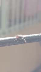 Diptera