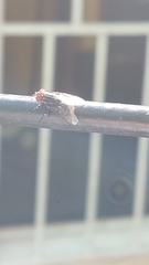 Diptera
