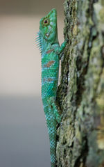 Calotes liolepis
