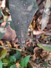 Brachydiplax