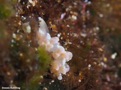 Spurilla neapolitana